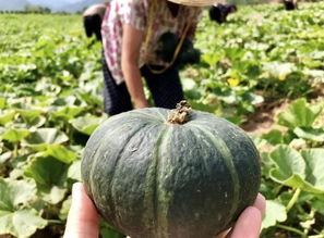 北美网红吃瓜事件真相是真的吗 第3张 北美网红吃瓜事件真相是真的吗 第3张